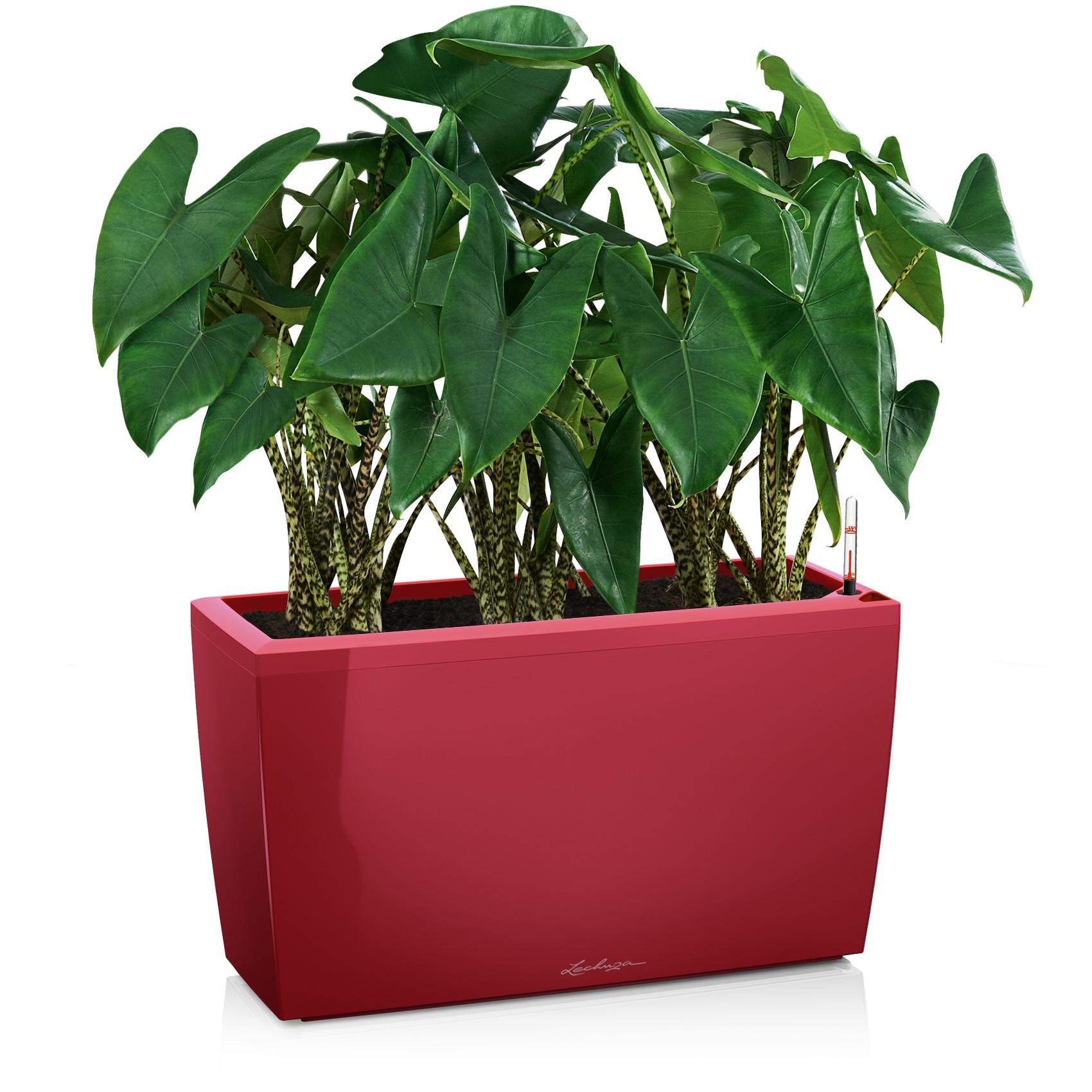 CARARO scarlet red high-gloss